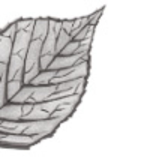 Blattwerk Logo
