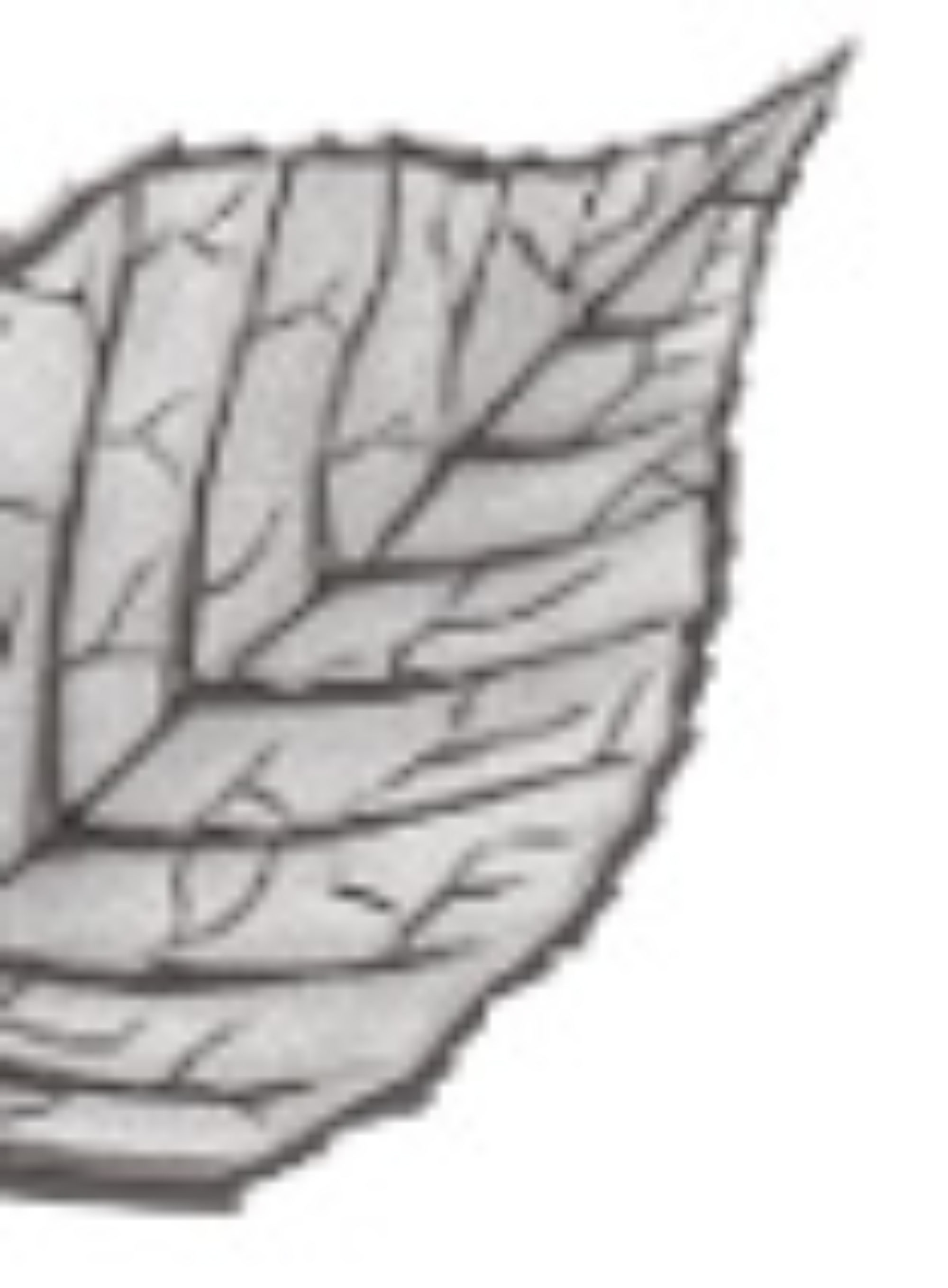 Blattwerk Logo